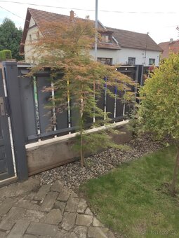 Japonský javor zeleny - 2