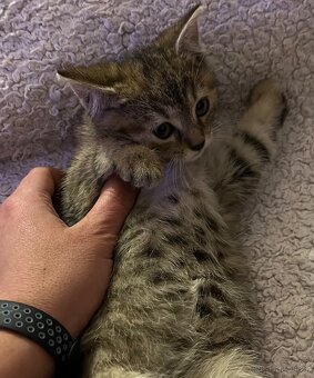 Daruji koťátka - 2