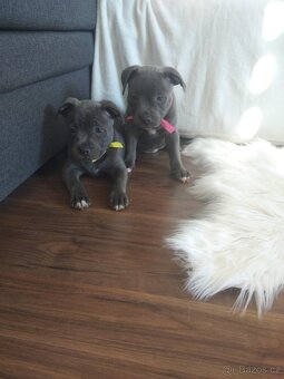 Stafordšírský bulteriér - 2