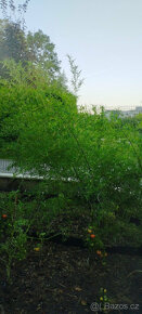 Bambus, mrazuvzdorné bambusy, Bambusy Phyllostachys, Vsetín - 2