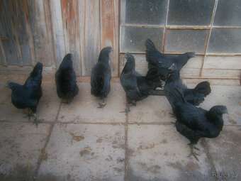 Ayam cemani - 2