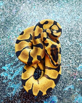 Predam samca Python Regius - 2