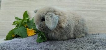 Minilop beránek k rezervaci 🐰 - 2