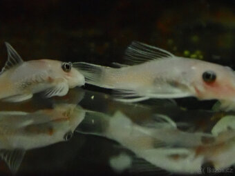 ancistrus L144 snow white - 2