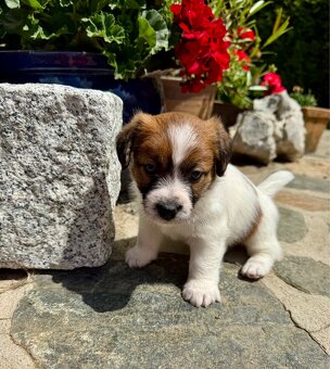Jack Russell terier - stenata s prukazem puvodu - 2