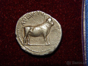 Mince Augustus - 2