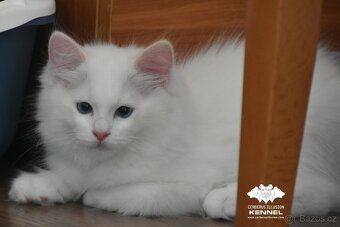 Ragdoll s PP – creme bicolor kocourek na výstavy a chov - 2