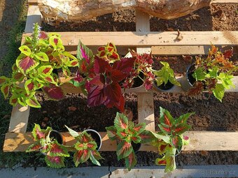 Africká kopřiva, Coleus - 2
