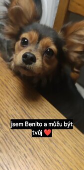 ruský toy-pejsek s PP FCI - 2