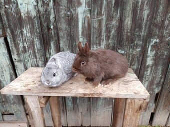 zakrslý králík ŽATEC - 2