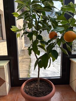 Stromek pomeranče - 2