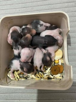 Křeček Syrský nar. 9.2.2026 - 2