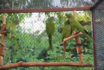 Aratinga dlouhoocasy samci 24 - 2