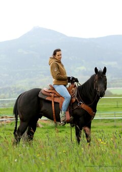 Připouštění QH hřebcem - 2