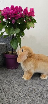 Minilop - ❤️ zakrslí beránci❤️ - 2