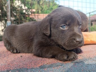 Labradorský retrívr - 2