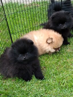 Pomeranian - 2