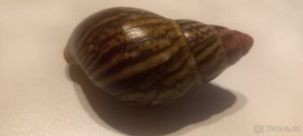 Archachatina marginata saturalis - 2