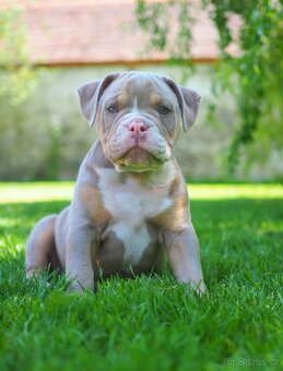 Staroanglický buldok/Old English Bulldog (OEB) - 2