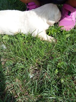 Labradorsky retrievr - 2