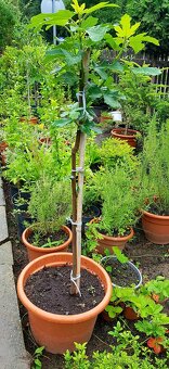 Fíkovník, Ficus carica, stromky - 2