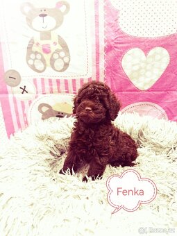 Pudl pudel pudlik toy - 2