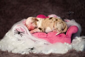 Miniaturní americký ovčák s PP - red merle holčička - 2