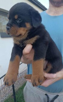 Štěňátka rotvajlera - 2