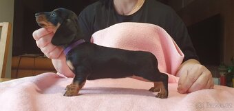 Jezevčík hladkosrstý trpasličí - fenka s PP - 2