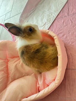 Krásný mini králíček+klec160cm+příslušeny–Vánoční dárek - 2