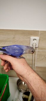 Agapornis ružovohrdly opalin - 2