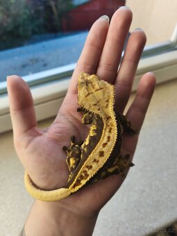 Pagekon řasnatý 0.1 - 2