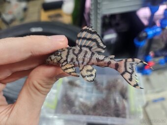 L 236 Creme - odchov - 2