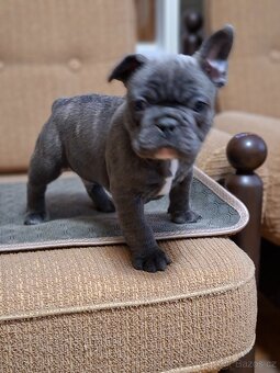 Francouzský buldoček modrý - 2