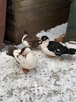 Kachna pižmová - 2