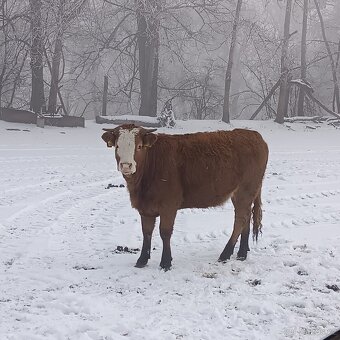 jalovice limusín - 2