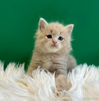 Sibiřská kočka s PP, kocourek - 2