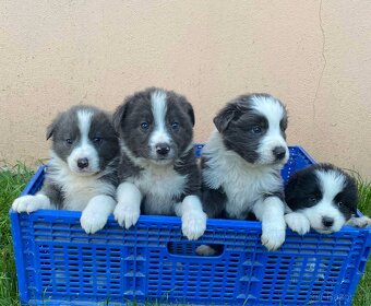 Border kolie - 2