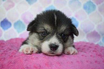 Welsh Corgi Pembroke s PP - 2