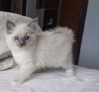 Ragdoll bez pp - 2