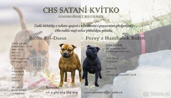 ŠTĚŇATA STAFORDŠÍRSKÉHO BULLTERIÉRA S PP Z CHS SATANÍ KVÍTKO - 2