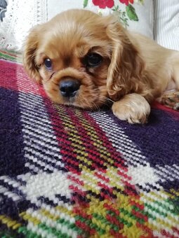 Kavalír King Charles Španěl - 2