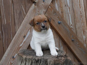 Jack russel terier s PP - 2