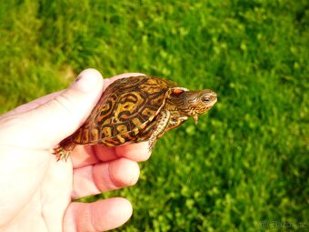 Želva kouzelná (Rhinoclemys pulcherima manni) - 2