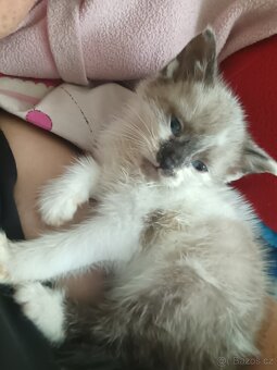 Ragdoll - 2