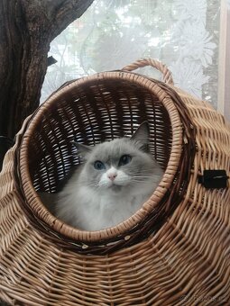 Ragdoll - 2
