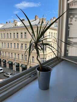 Dracena - 30 cm - 2