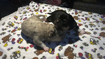 2x ČIVAVA ŠTĚŇÁTKA FENKY - 2