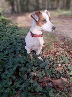 Hledáme ženicha Jack Russell teriéra - 2