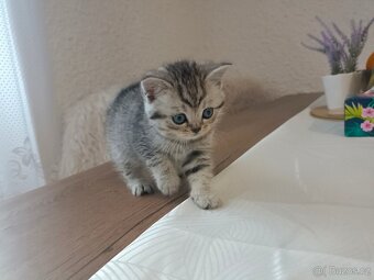 Koťátka Skotská klapouchá - 2